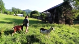One Homestead Day – Day In The Life On Our Small Farm