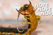 Centipedes: The Ultimate Nopes