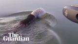 Family rescue bear found swimming with a plastic jar on its head